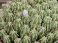 /album/philadelphia-flower-show-2013/philly-flower-garden-show-2013-055-jpg/